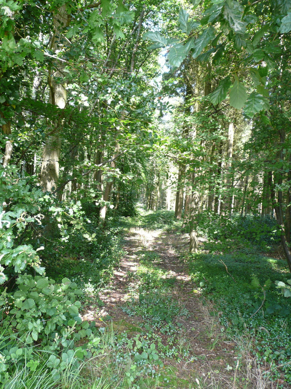 Forêt d'Eu